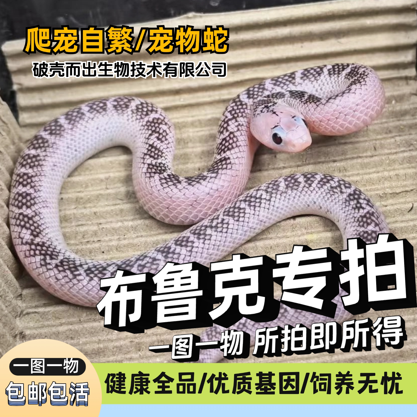 活体布鲁克王蛇佛州王蛇白边缺黄ax温顺无毒不咬人宠物蛇爬宠自繁