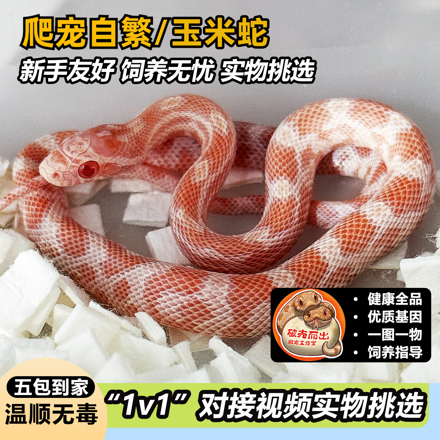 活体玉米蛇宠物蛇自繁健康黑王蛇猪鼻蛇网红温顺无毒视频挑选爬宠