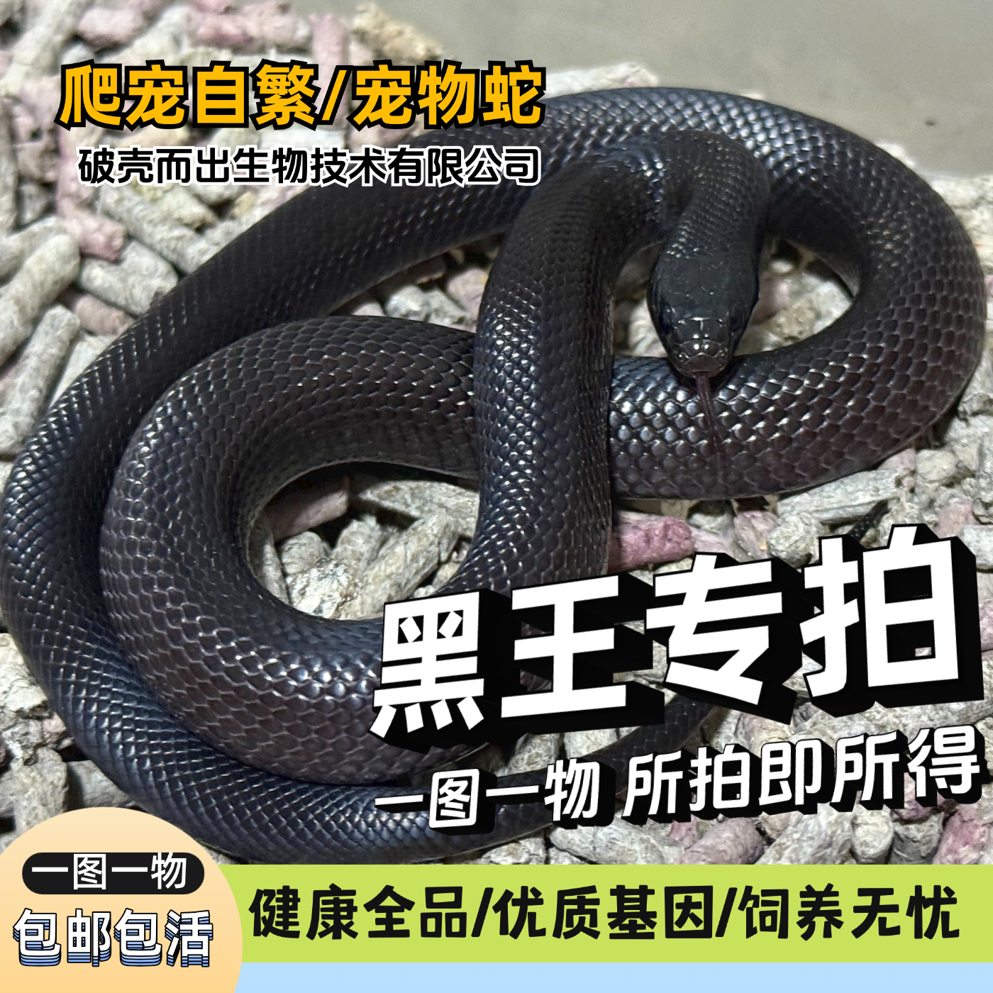 活体墨西哥黑王蛇宠物蛇玩具蛇视频挑选温顺无毒不咬人