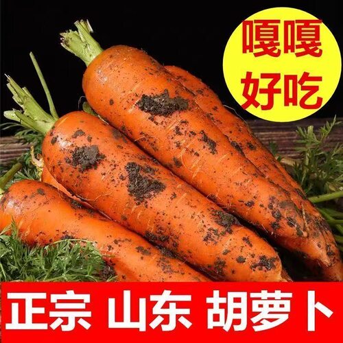 【应季蔬菜】正宗山东新鲜现挖胡萝卜生吃农户自种胡萝卜生吃脆甜