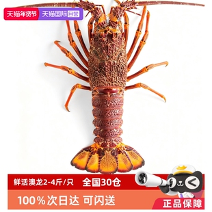 【自营】【鲜活 澳龙】澳洲龙虾特大非纽龙岩龙红龙波龙青龙奥龙