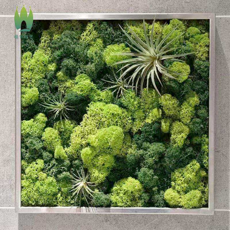 鹿角藓植被藓永生苔藓植物墙造景青苔真花艺材料仿真景观干花装饰