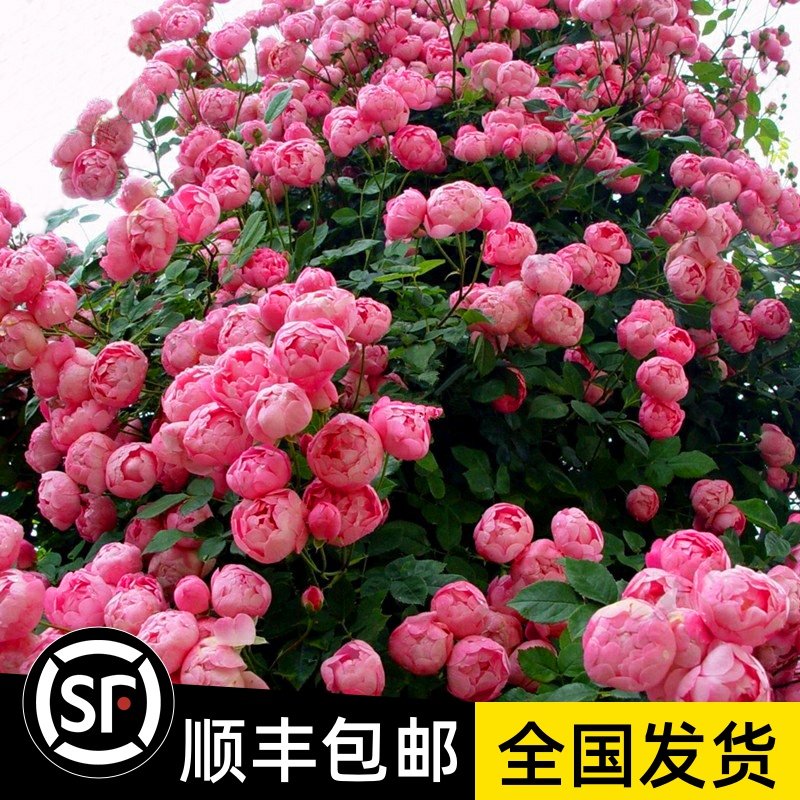 艾拉绒球藤本月季花苗庭院阳台植物花卉爬藤蔷薇四季开易活好养