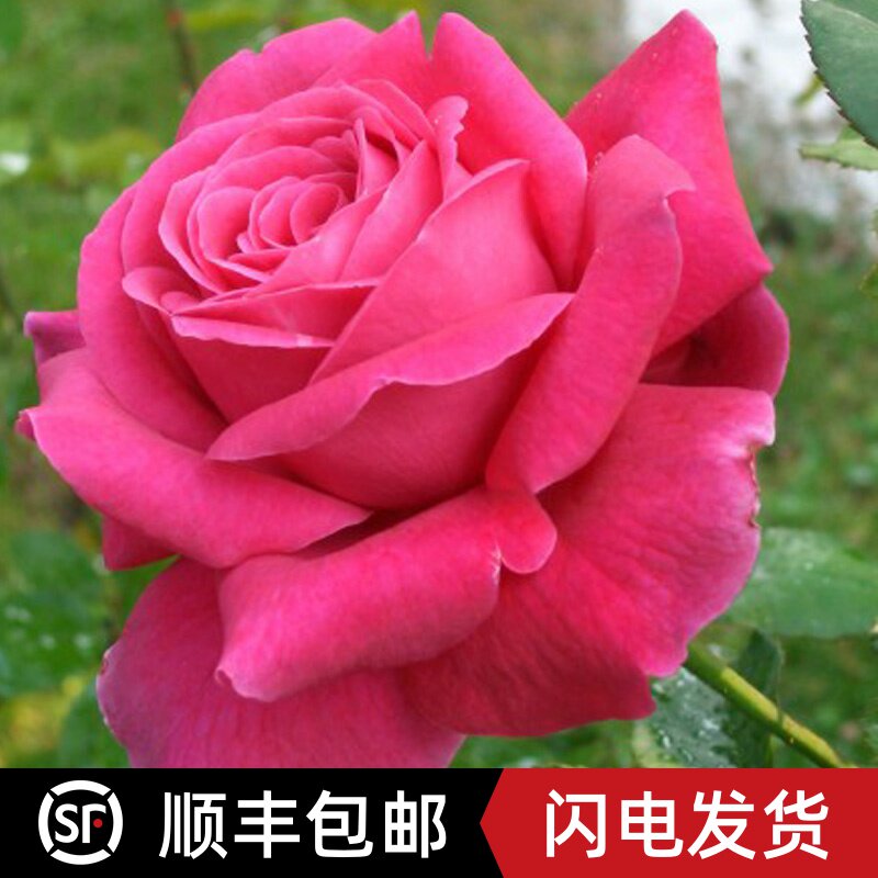 大花浓香四季月季花苗盆栽粉和平阳台玫瑰开花卉绿植室外好养植物