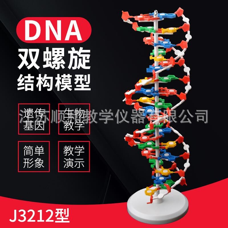 DNA双螺旋结构模型分子结构模型60cm大号带底座 生物科学教学仪器