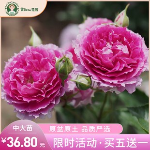 雷叔的花园天方夜谭月季大苗灌木月季花苗四季开花阳台抗病浓香型