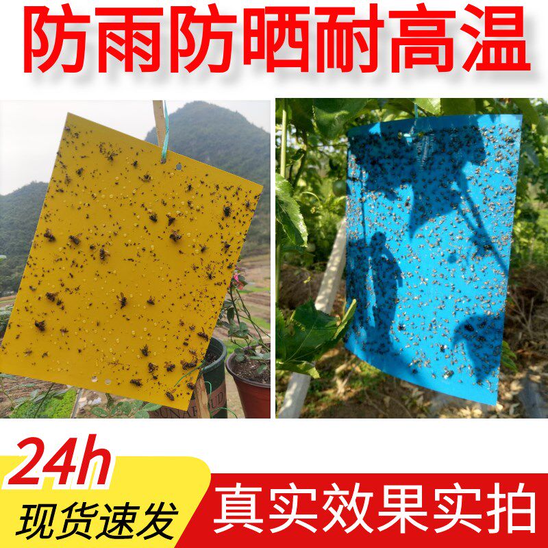 双面粘虫板诱虫板沾果树菜园大棚黄板飞虫黏贴纸黄蓝一体整箱包邮