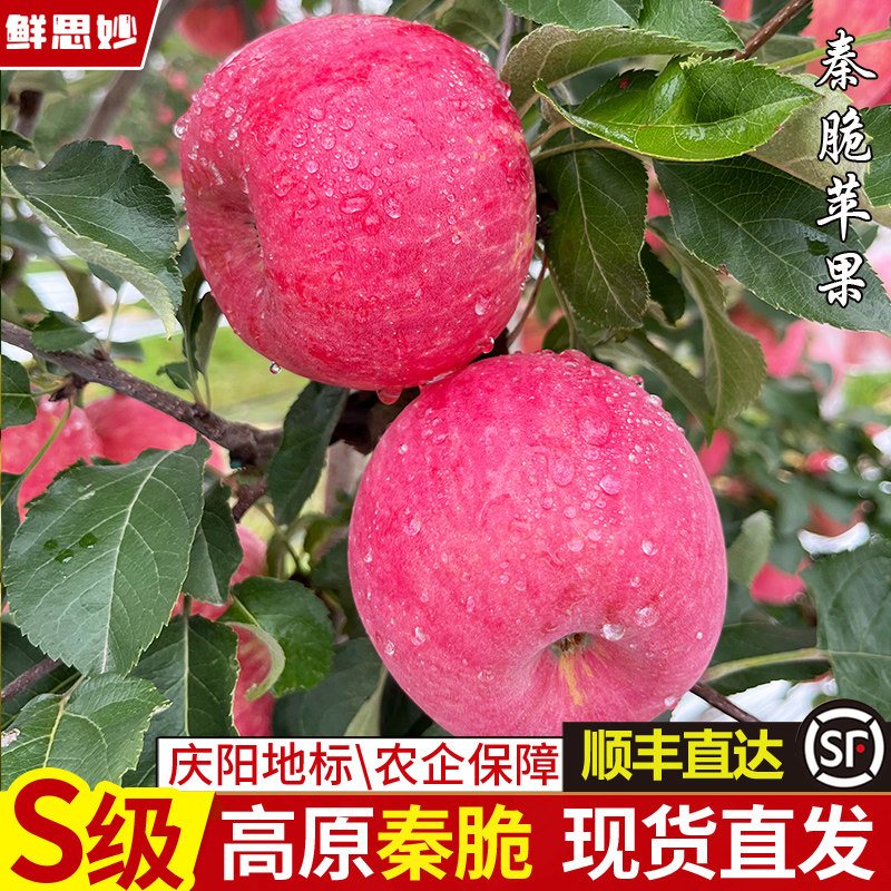 正宗甘肃高原秦脆苹果新鲜水果现摘当季非红富士精品苹果农企甄选,水产肉类/新鲜蔬果/熟食,苹果,淘宝优惠券,粉丝福利购,淘宝优惠卷