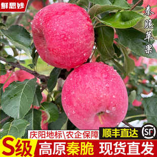 正宗甘肃高原秦脆苹果新鲜水果现摘当季非红富士精品苹果农企甄选