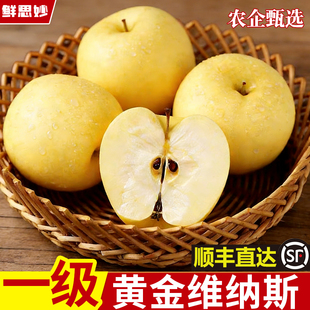 正宗甘肃高原维纳斯苹果非奶油富士新鲜现摘当季脆甜多汁农企品质