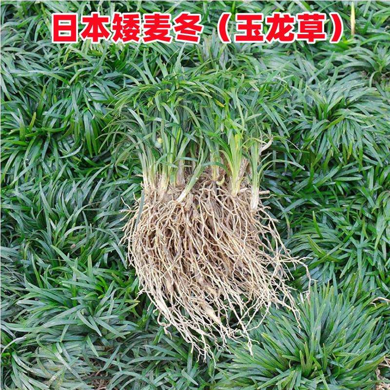 正宗矮麦冬草园林绿化细叶麦冬苗玉龙草耐寒耐旱四季青草坪植物