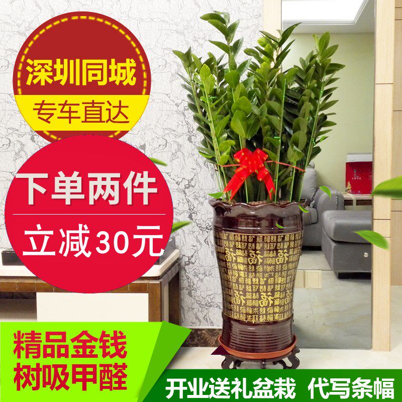 金钱树盆栽大绿植物花卉吸甲醛室内公司开业乔迁送礼深圳新品包邮