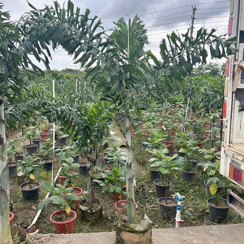 狐尾椰子树热带雨淋大型绿植庭院室外暴晒植物四季常青盆栽棕榈树