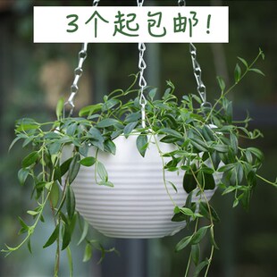 吊盆花盆悬挂式吊兰吊篮花盆垂吊挂钩塑料加伦盆绿萝常春藤壁挂盆