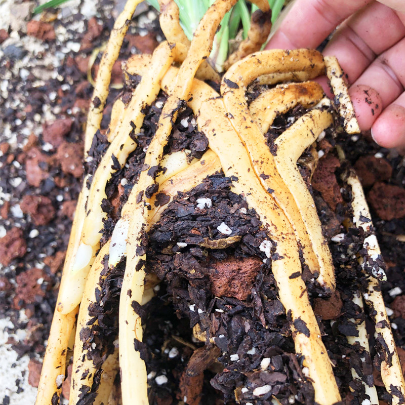 松栗王兰花草专用营养土高端级质量发酵腐熟橡栎树皮鳞颗粒种植料