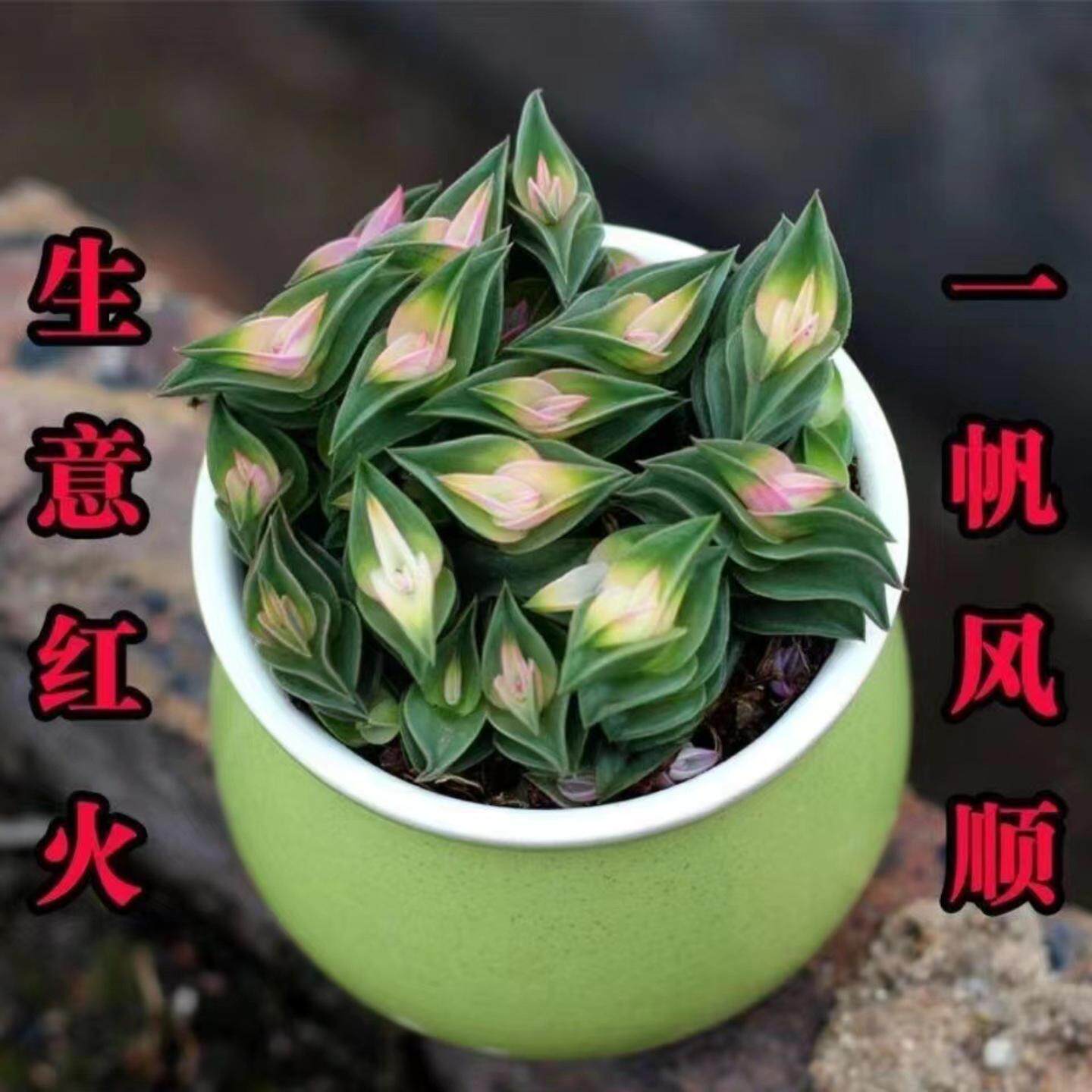 一帆风顺多肉植物组合盆栽重扇创意礼物可爱萌肉肉室内外好养