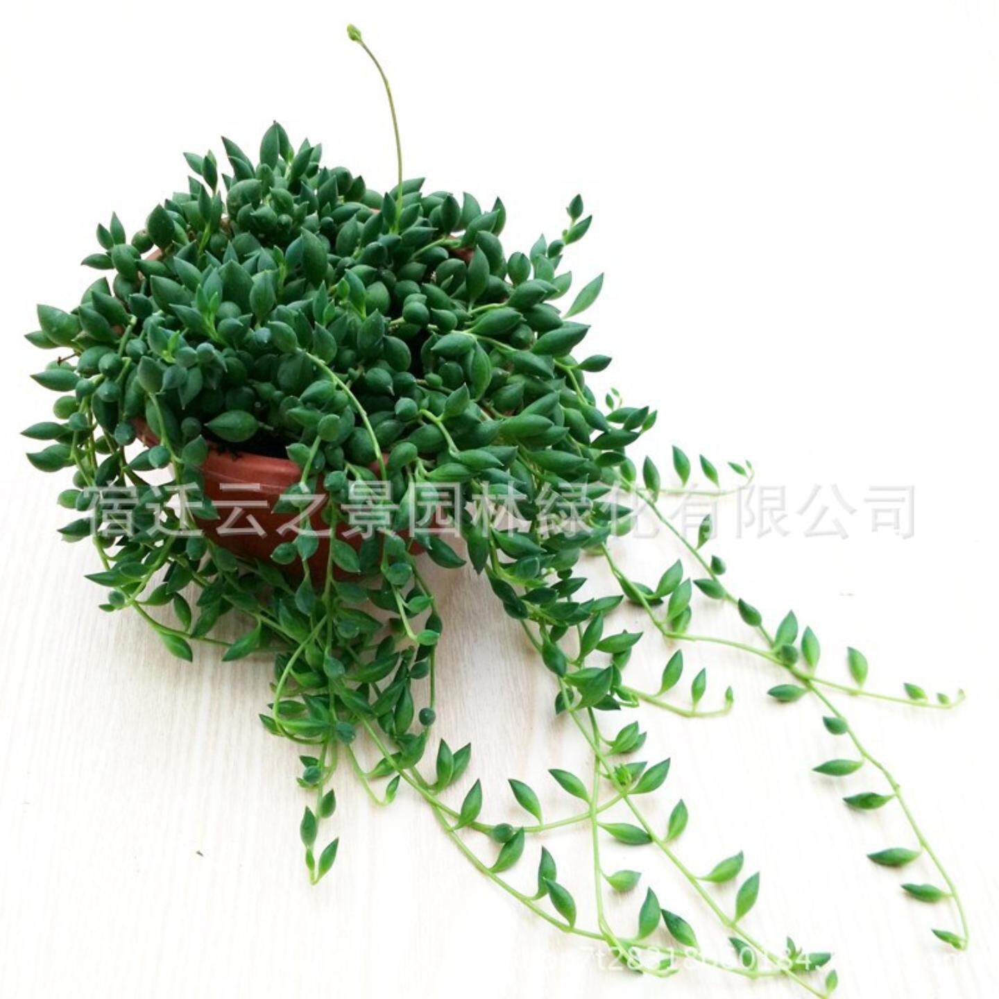 多肉植物盆栽珍珠吊兰佛珠情人泪紫叶金鱼金心组合盆栽绿植