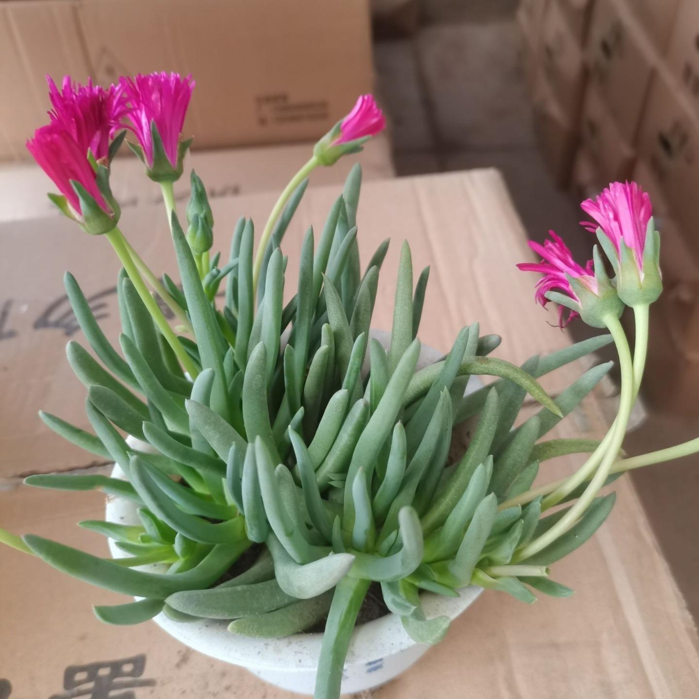 奔龙多肉植物组合照波番杏科办公室内桌面花卉盆栽开花多肉花苞