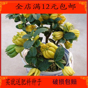 盆栽金佛手 室内阳台花卉 佛手果实可以泡茶喝 清热去火