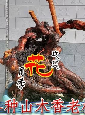 山木香老桩嫁接月季花玫瑰蔷薇花苗砧木庭院盆景树桩果汁躲藏月季