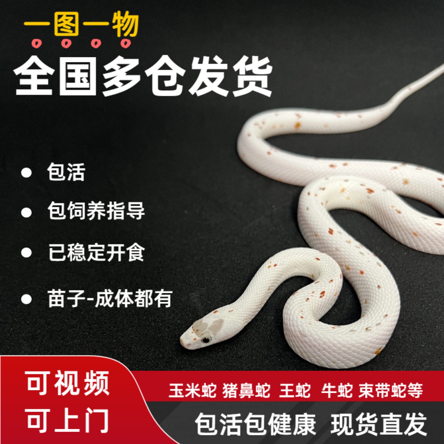 一图一物活体宠物蛇新手温顺品种