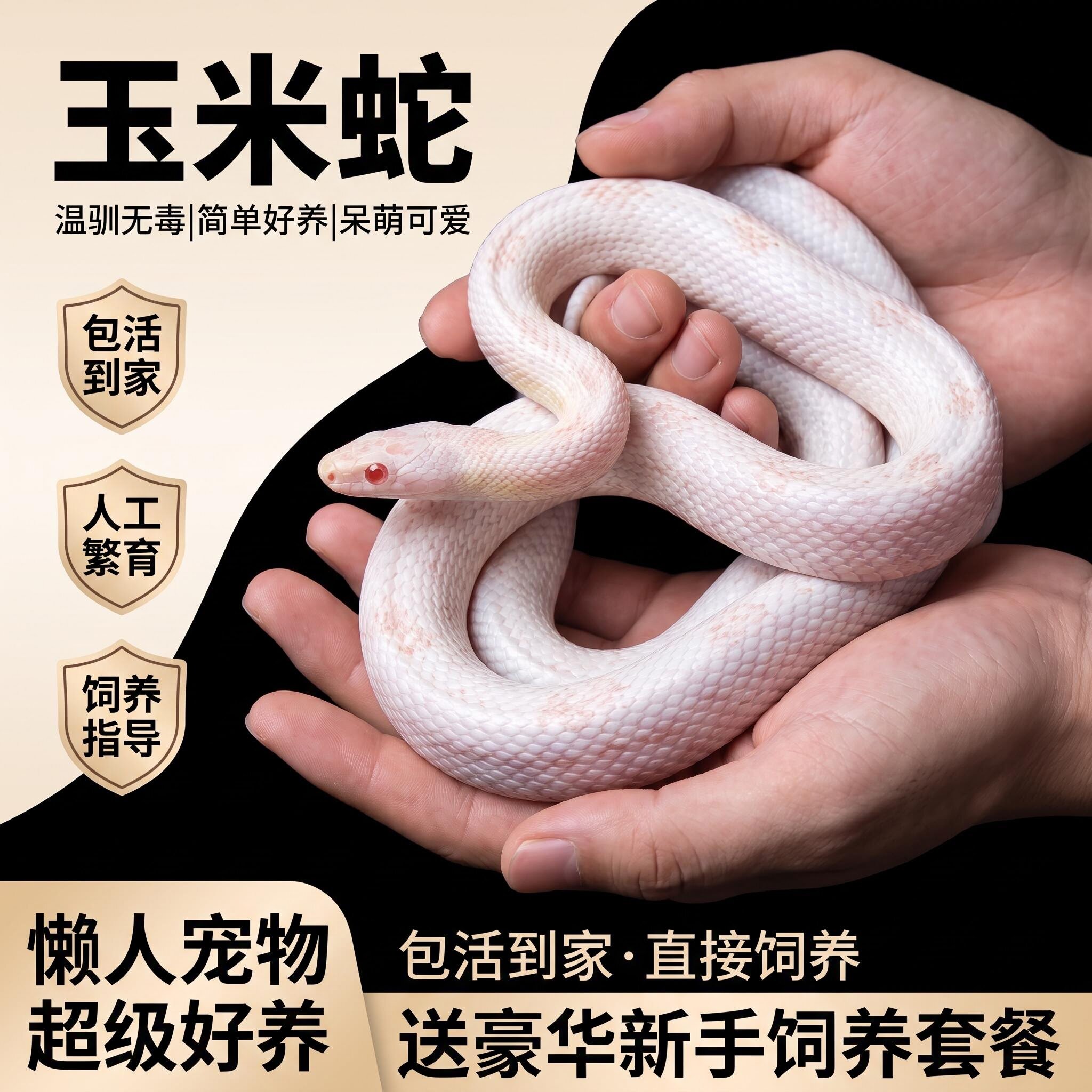 玉米蛇大苗活体包活到家新手选