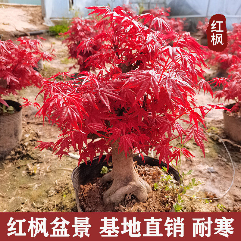 日本红枫盆景原生矮霸红舞姬老桩四季红枫树盆栽室内阳台庭院植物 - 实物图
