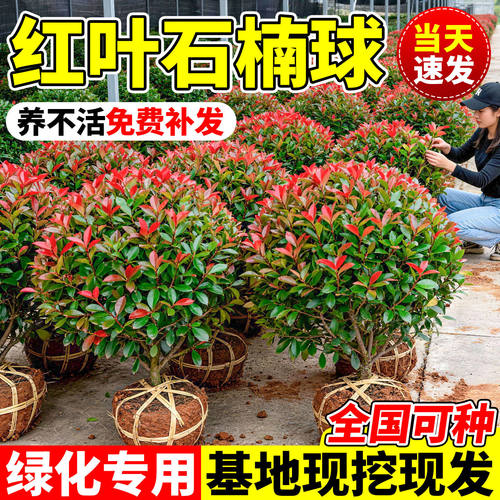 红叶石楠球树苗庭院别墅四