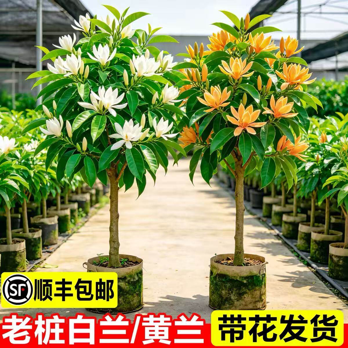 白兰花盆栽玉树苗黄角带苞图片