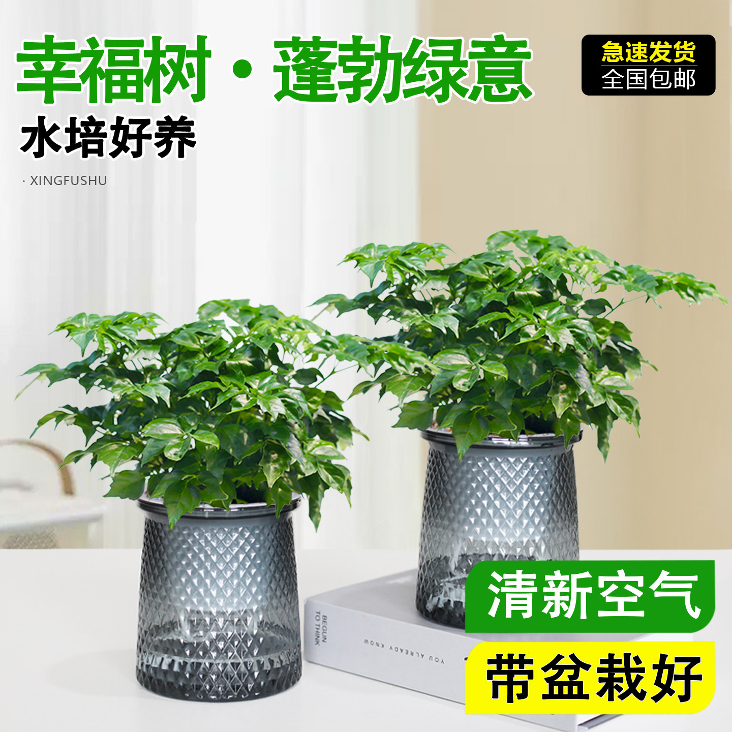 幸福树客厅盆栽室内景绿植图片