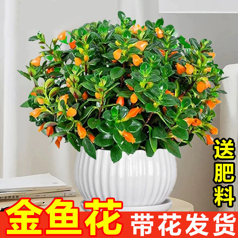金鱼花吊兰盆栽大苗客厅室图片