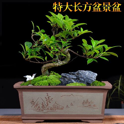 宜兴紫砂花盆特大号长方形盆景盆榕树桩盆栽种菜花盆马槽陶瓷花盆