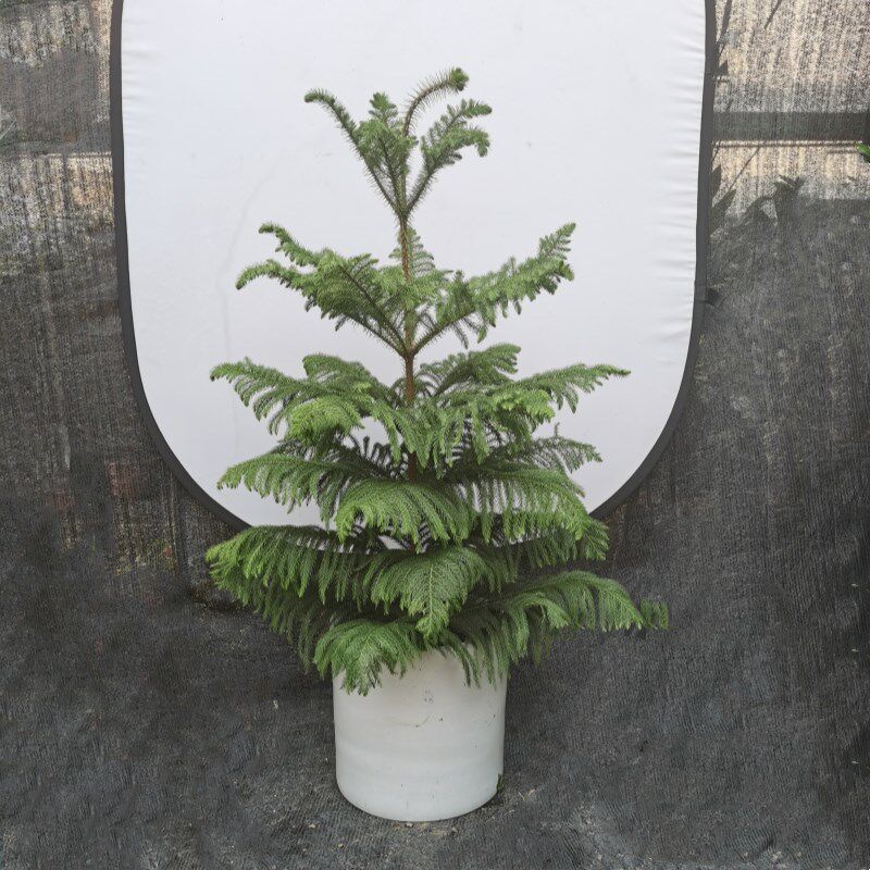 南洋杉盆栽圣诞树苗四季常绿庭院节日树阳台绿植露天花园绿化植物