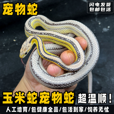 包活包健康包指导饲养