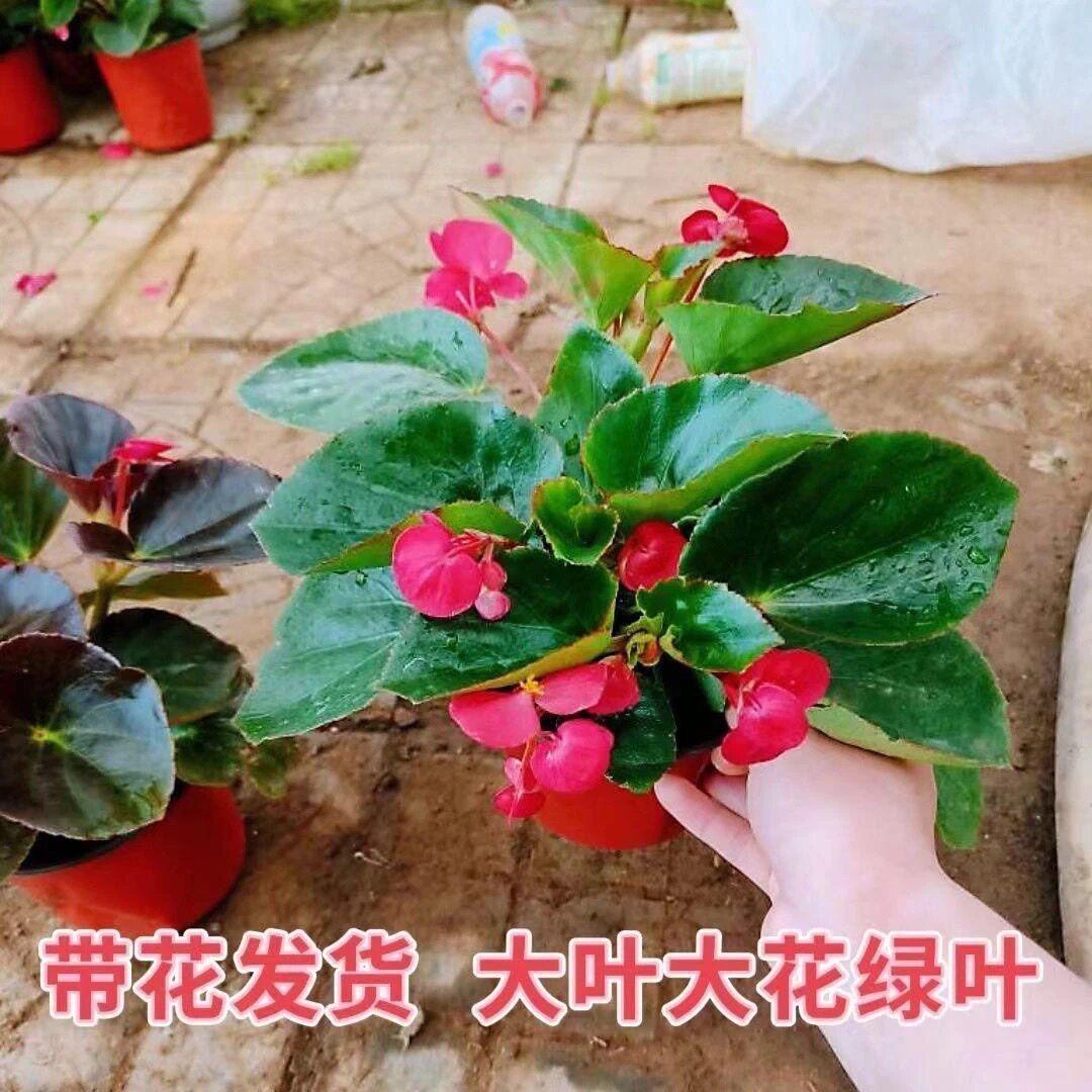 比格海棠盆栽开花爆盆