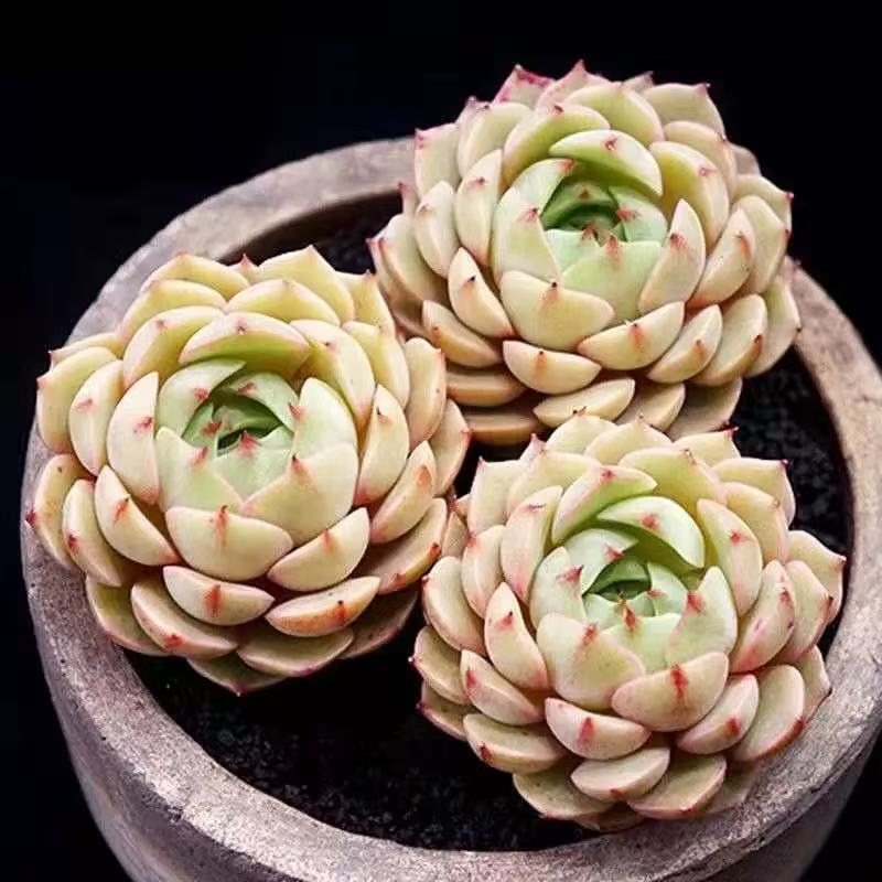 苯巴蒂斯多肉植物贵货办公室植物室内盆栽花卉绿植 多肉笨巴