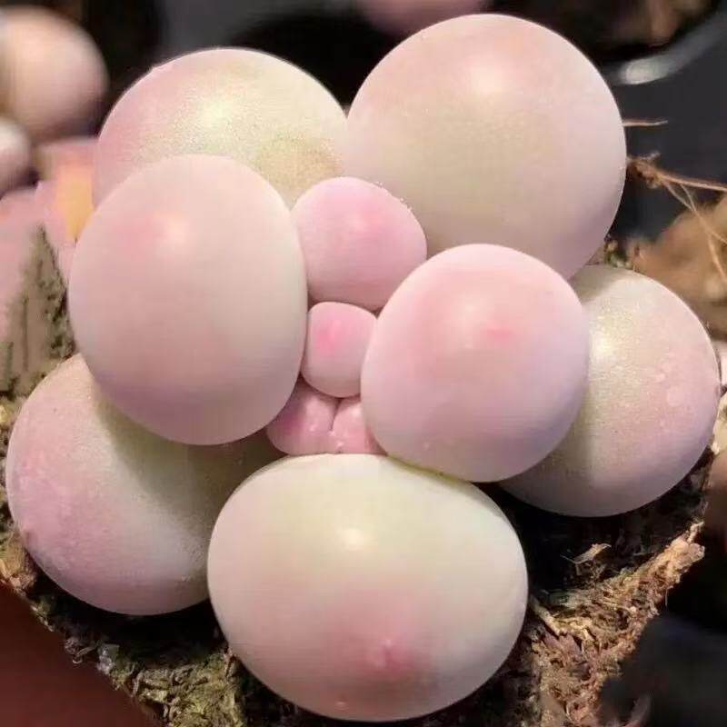 奶酪汤圆多肉植物桃蛋婴儿手指超萌肉嘟嘟组合新手必备室内办公室