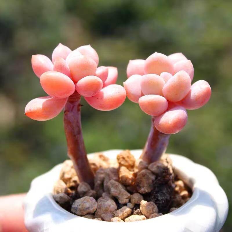 白露白鹭多肉老桩露养粗腿整桩皮实好养庭院阳台盆栽绿植一物一拍