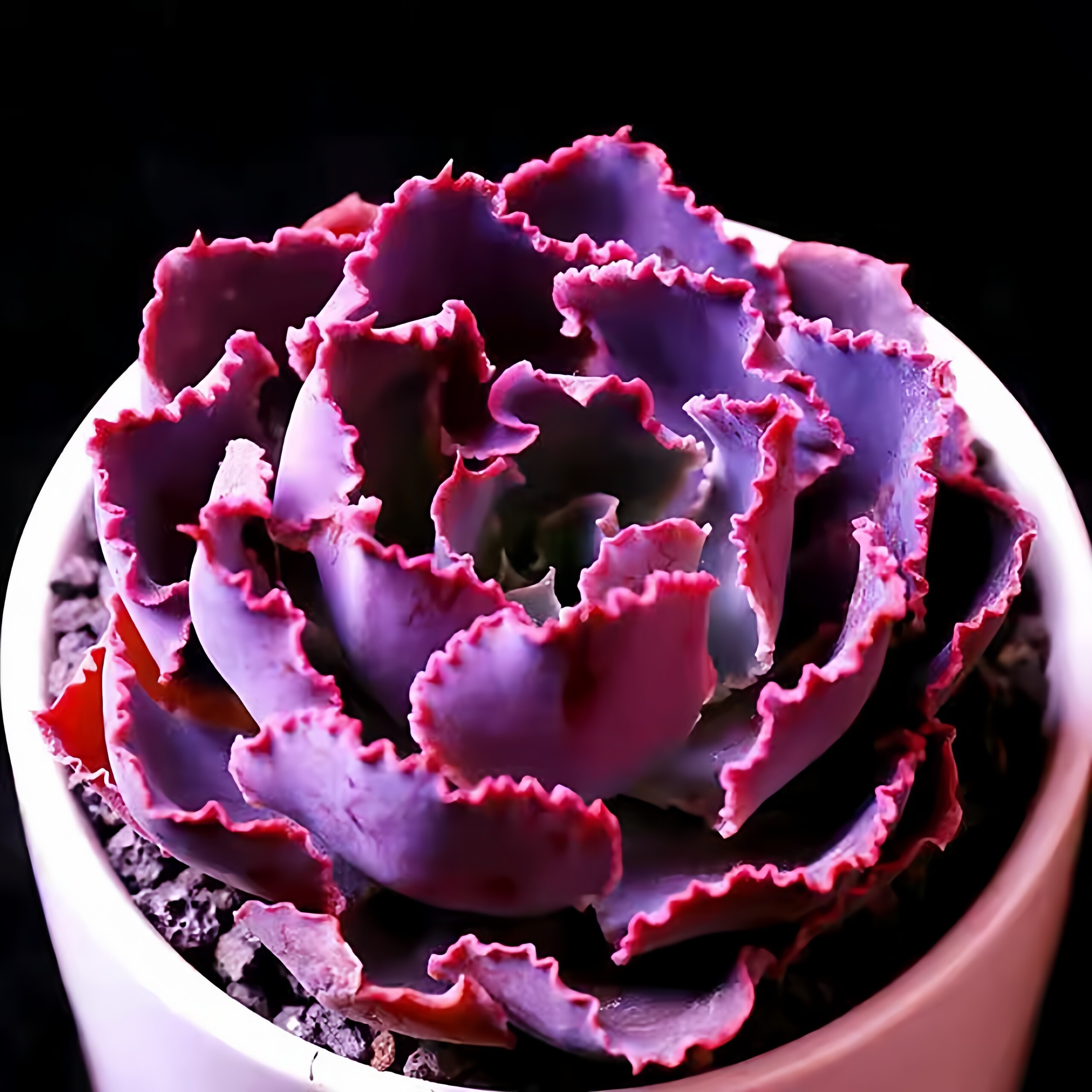 晚霞之舞多肉植物易爆盆群生多肉萌肉肉办公室创意花卉绿植盆栽