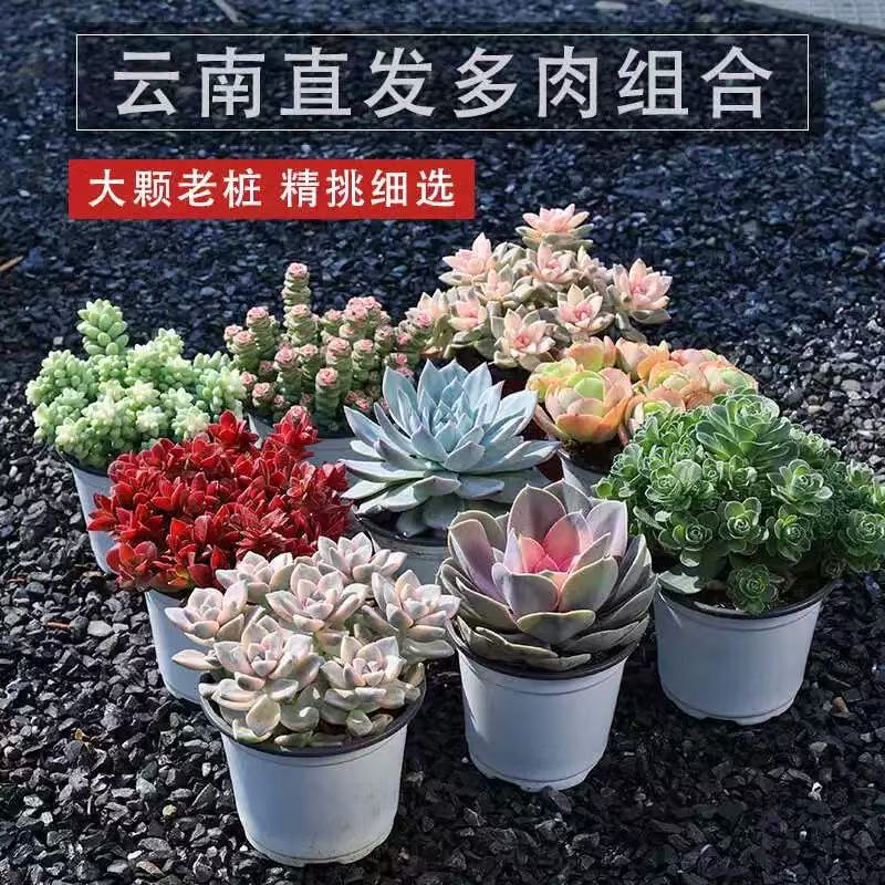 云南特价老桩群生多肉盆栽