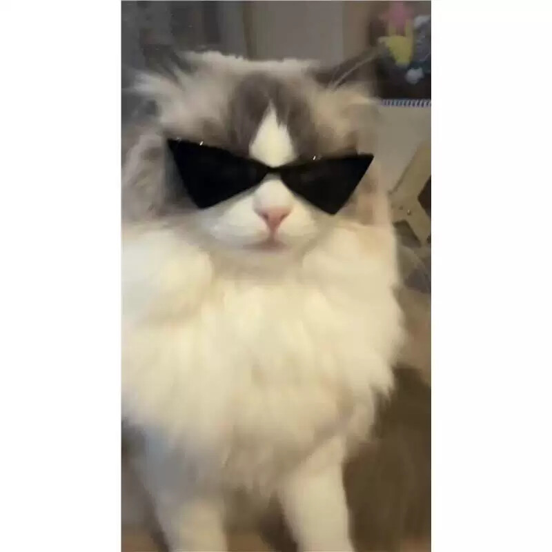 猫咪戴的墨镜宠物修勾墨镜可爱狗狗三角墨镜猫狗摆拍道具宠物配饰