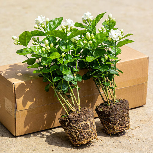 重瓣茉莉花盆栽带花苞四季开花阳台窗台庭院开花浓香型花卉绿植