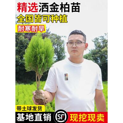 洒金柏树苗松柏苗木盆栽地栽花卉庭院绿化植物黄金柏原生香松扁柏