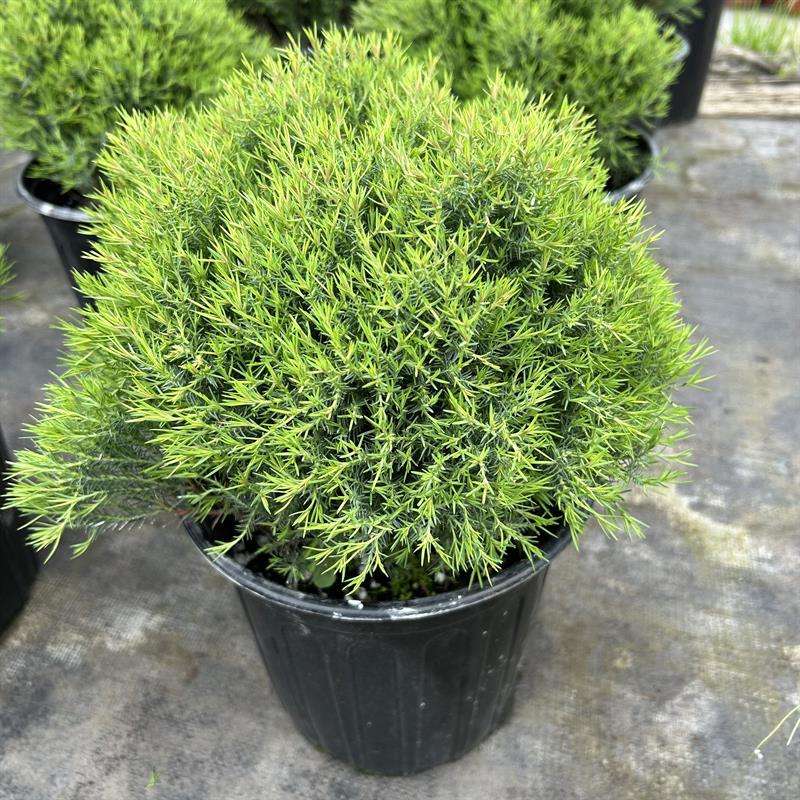 皮球柏雾雪松苗盆栽庭院阳台多年生花镜球型植物原土发货四季常青