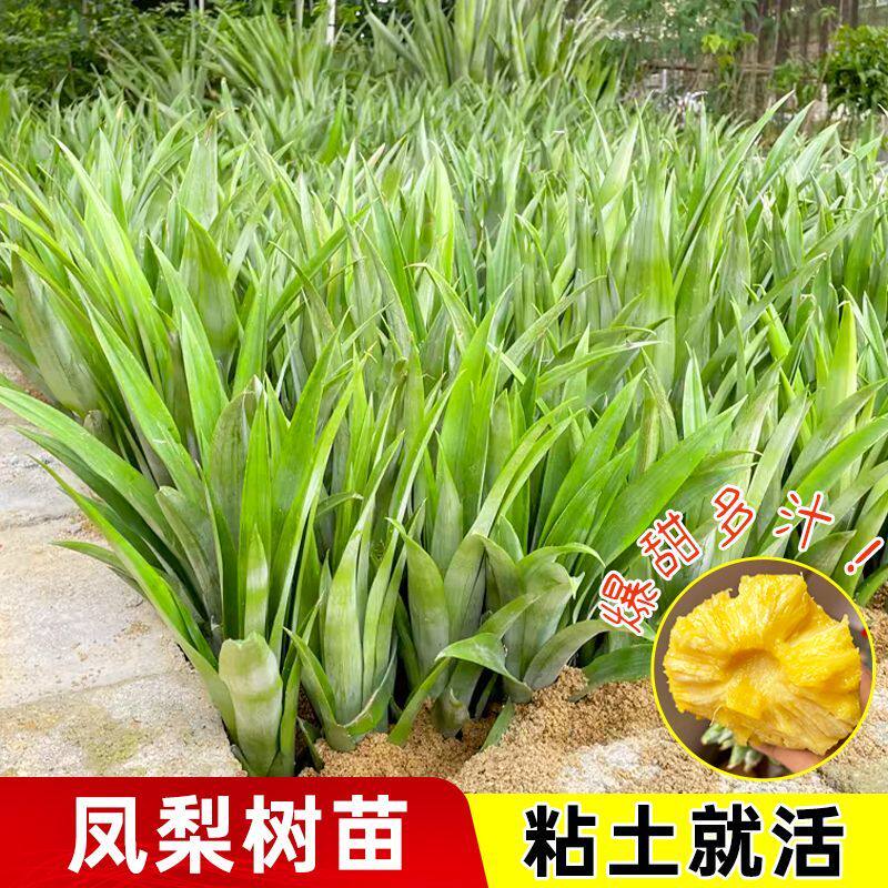 【基地直发】正宗金钻凤梨苗芒果西瓜凤梨菠萝苗盆栽地栽阳台庭院