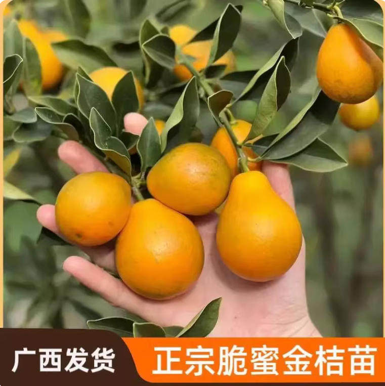 广西融安新品种大叶滑皮金桔第四代脆皮三代金桔果树苗脆蜜果树苗