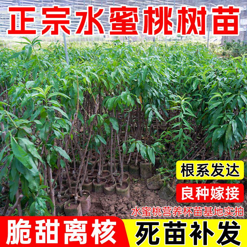 正宗水蜜桃苗嫁接桃子树苗鹰嘴桃黄桃油桃树苗耐寒抗旱盆栽地栽