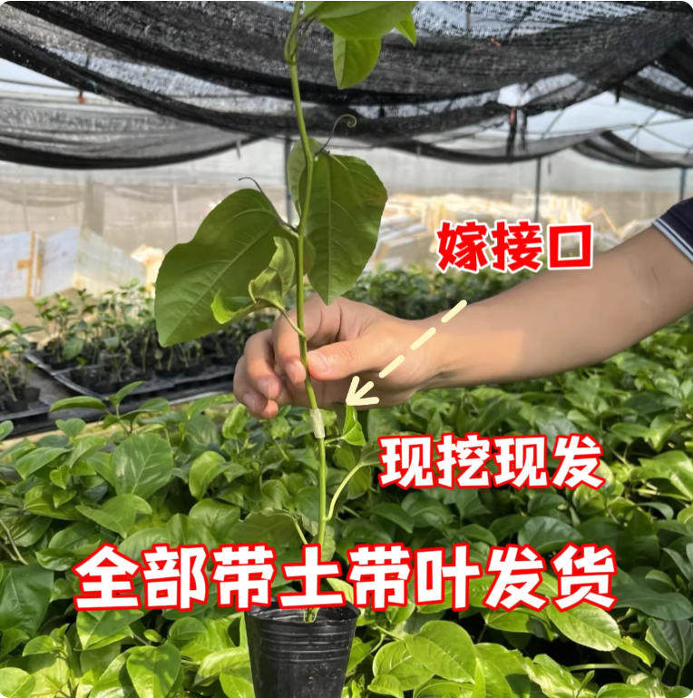 黄金9号纯甜百香果树苗批发四季结果嫁接广西苗阳台庭院爬藤盆栽