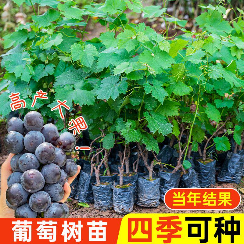 巨峰葡萄树果苗阳光玫瑰夏黑葡萄嫁接苗盆栽地栽耐寒四季爬藤种植