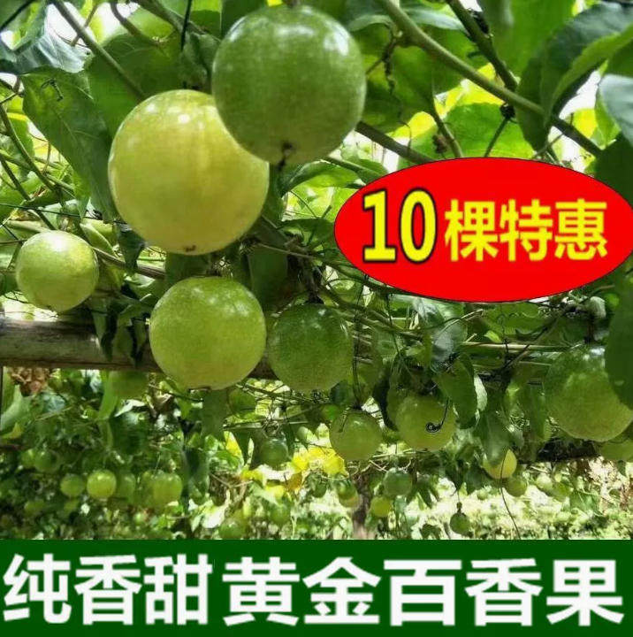 香蜜百香果苗盆栽地栽南方北方种植四季庭院果树苗黄金黄皮水果苗